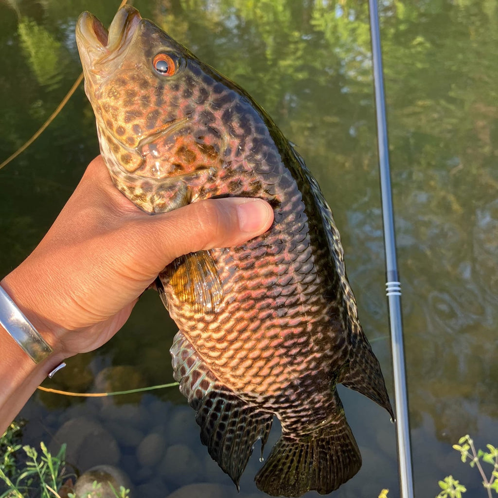 RodZilla 16'/17'6" Double Zoom 8:2 Tenkara Rod